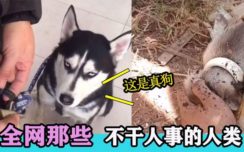 2025新澳门天天开奖免费和女子为4只狗立遗嘱与女子为4只狗立遗嘱视频